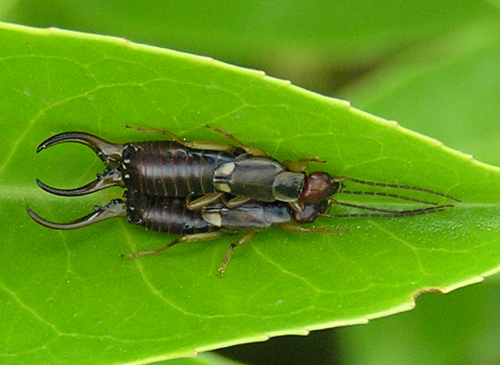 Gemeiner Ohrwurm, Forficula auricularia